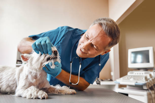 Best Emergency Treatment for Dental Infections or Abscesses in Thonotosassa, FL